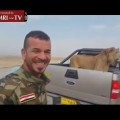 Iraqi Militia Stops Lion at Checkpoint