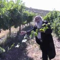 Why Jews are Compared to a Grapevine