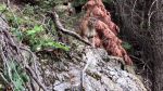 Sequoia National Park, CA – Video: California Hikers Record Encounter With Mountain Lion