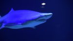 Brooklyn, NY – Storm-ravaged Brooklyn Aquarium Opens Splashy New Shark Exhibit